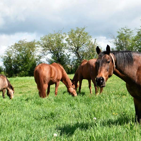 Pension pour chevaux à Thionne, Allier